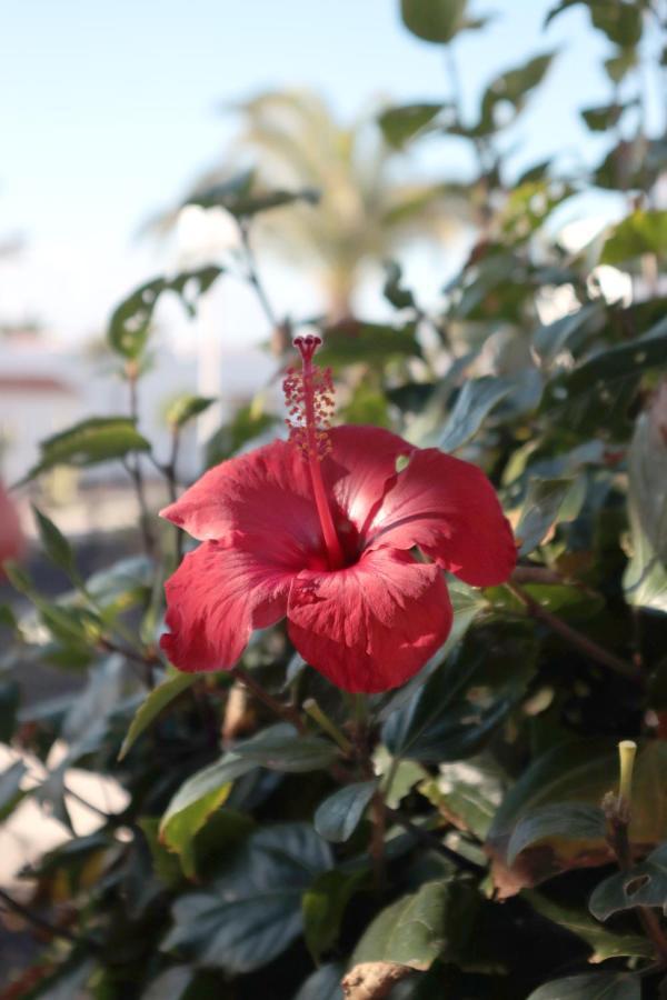 Sun Beach Holiday Caleta De Fuste Luaran gambar